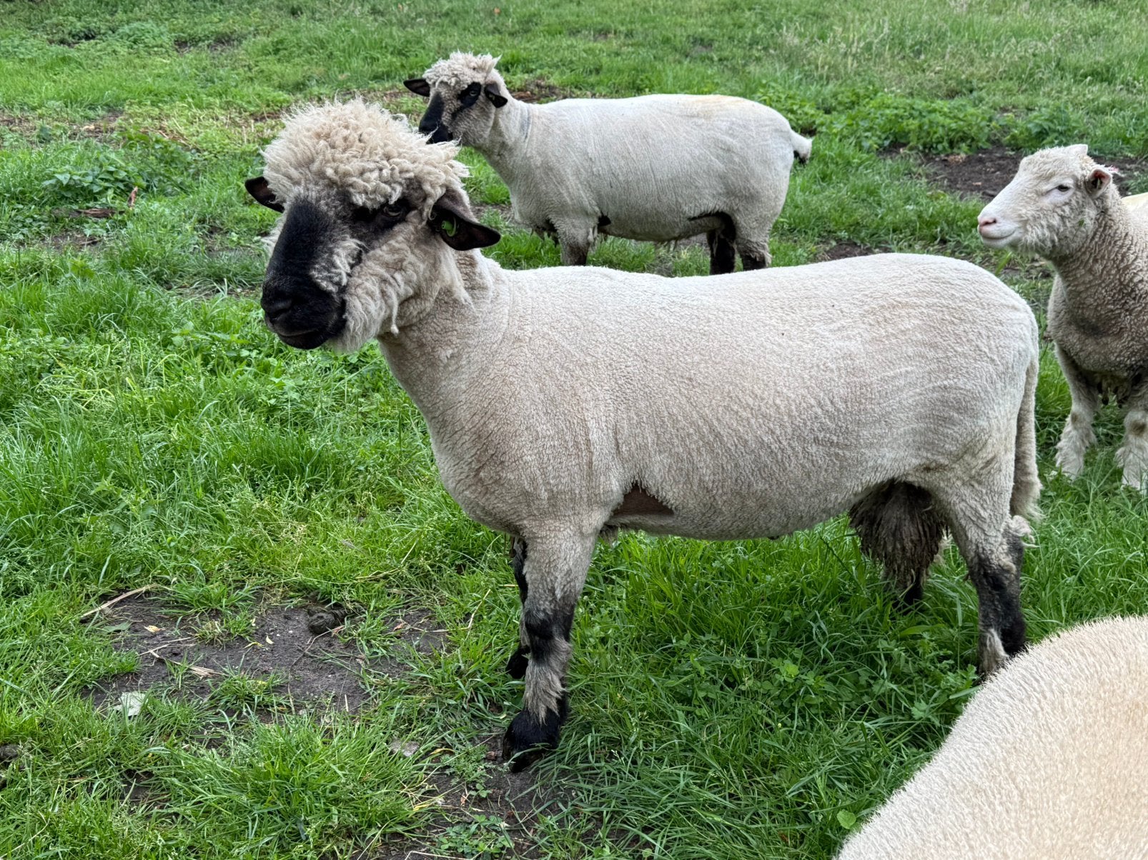 2 hampshire down en 1 poll dorset ram, Dieren en Toebehoren, Schapen, Geiten en Varkens, Mannelijk, Schaap
