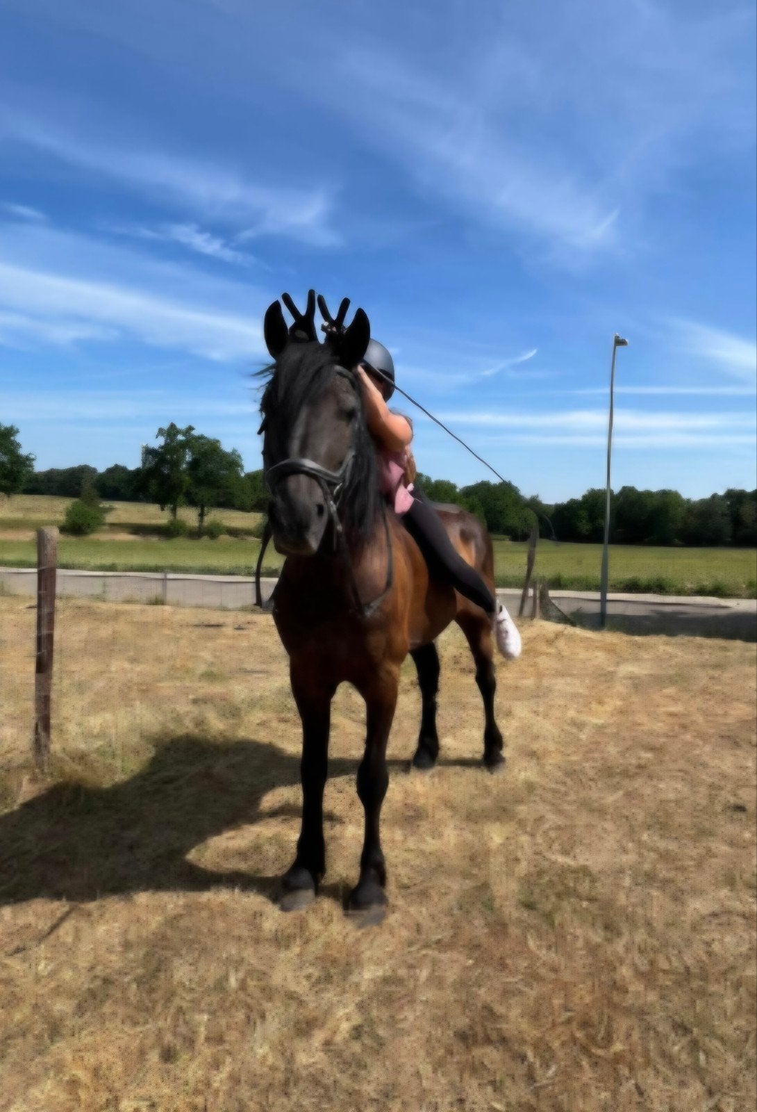 Merens ruin 10 jaar, Ruin, Minder dan 160 cm, Recreatiepaard, 7 tot 10 jaar