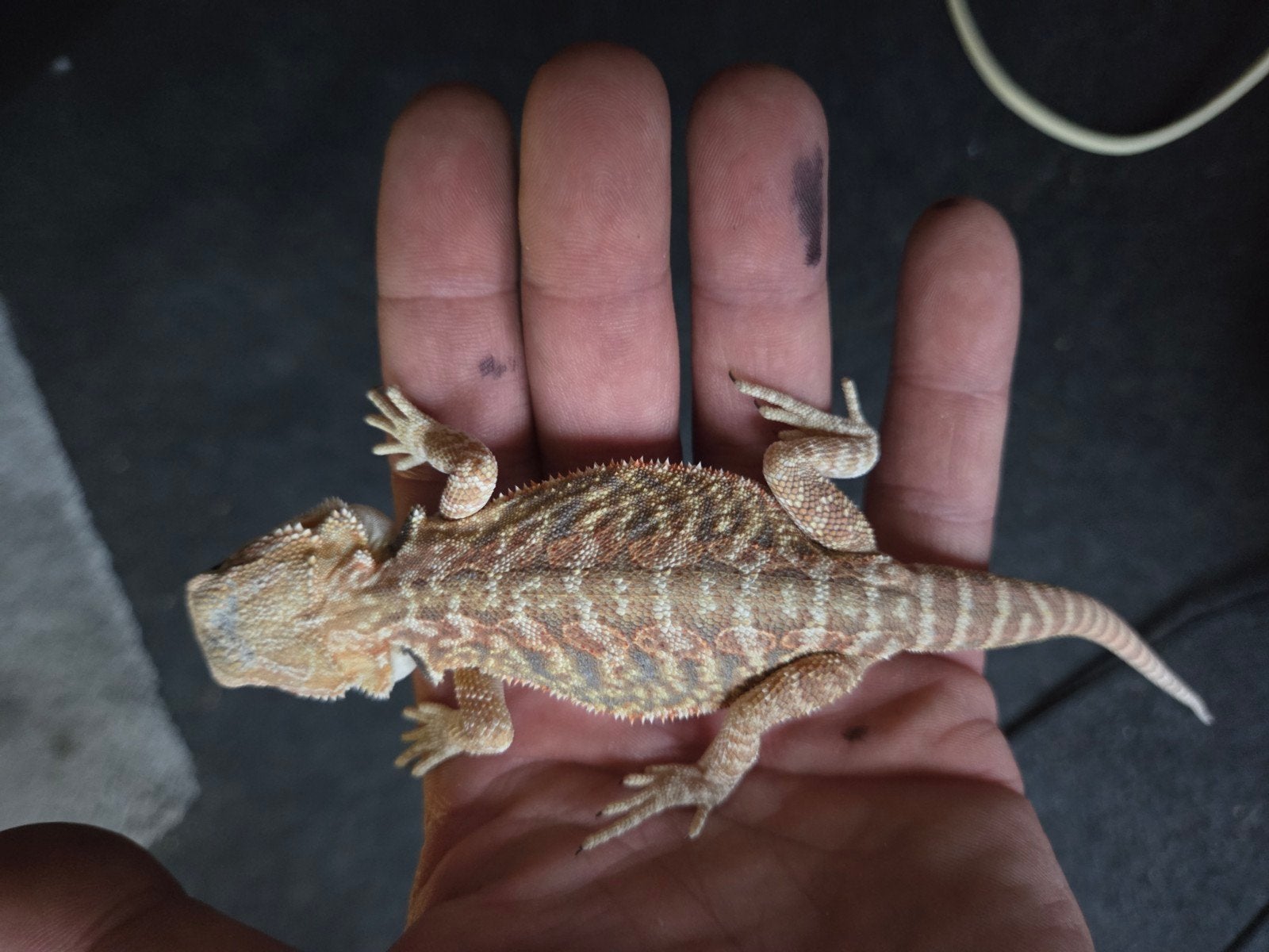 Baardagaam Pogona Vitticeps Red Orange Tiger Bearded Dragon photo 3