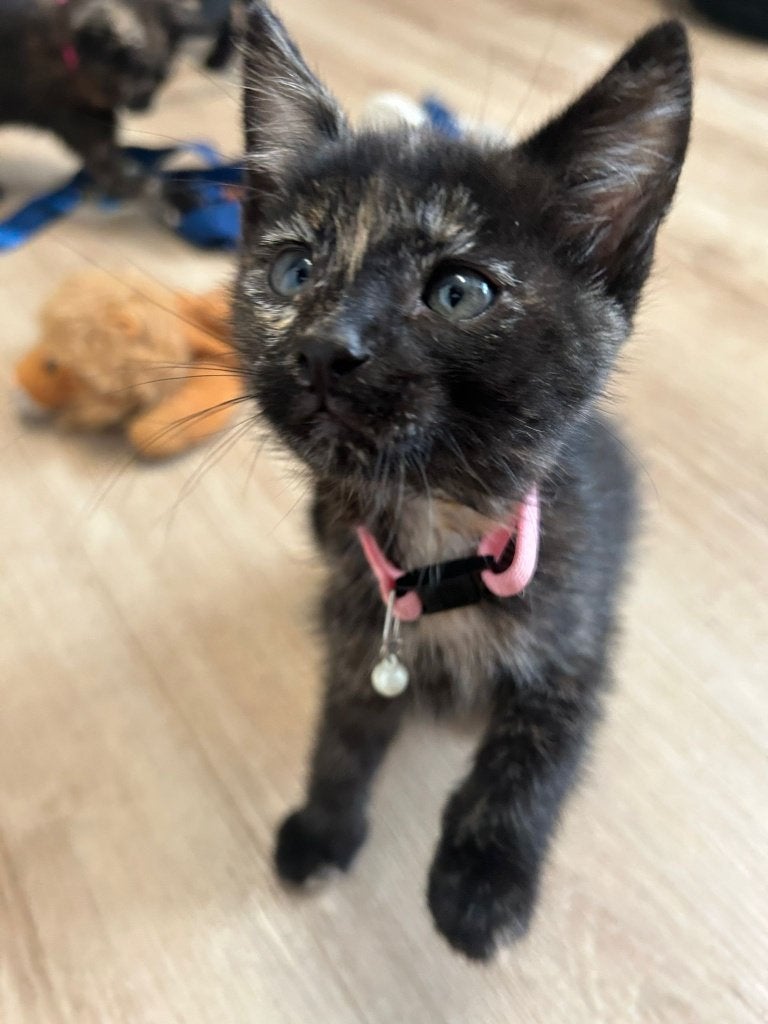 Nog drie boeren kittens zoeken nieuw thuis!, Dieren en Toebehoren, Katten en Kittens | Overige Katten, Meerdere dieren, Kortharig