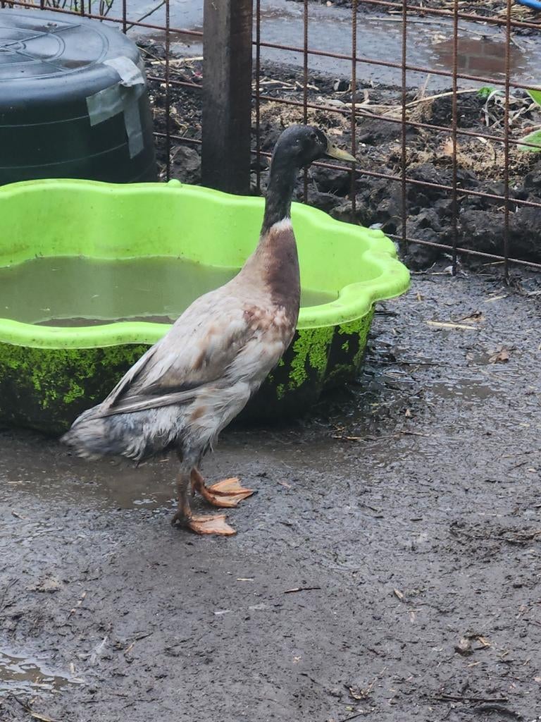 Loopeend woerd., Dieren en Toebehoren, Mannelijk, Eend