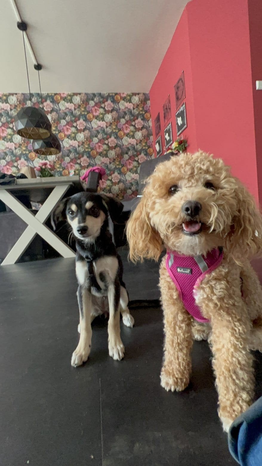 Toy/dwerg poedel DEKREU gezocht!, Dieren en Toebehoren, 1 tot 2 jaar, Teef, Eén hond, Nederland