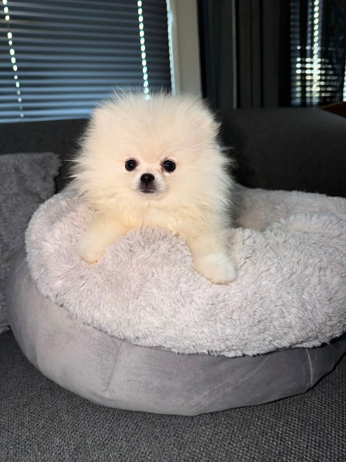 Pomeriaan puppy (teefje), Particulier, Keeshond, 15 weken tot 1 jaar, Buitenland