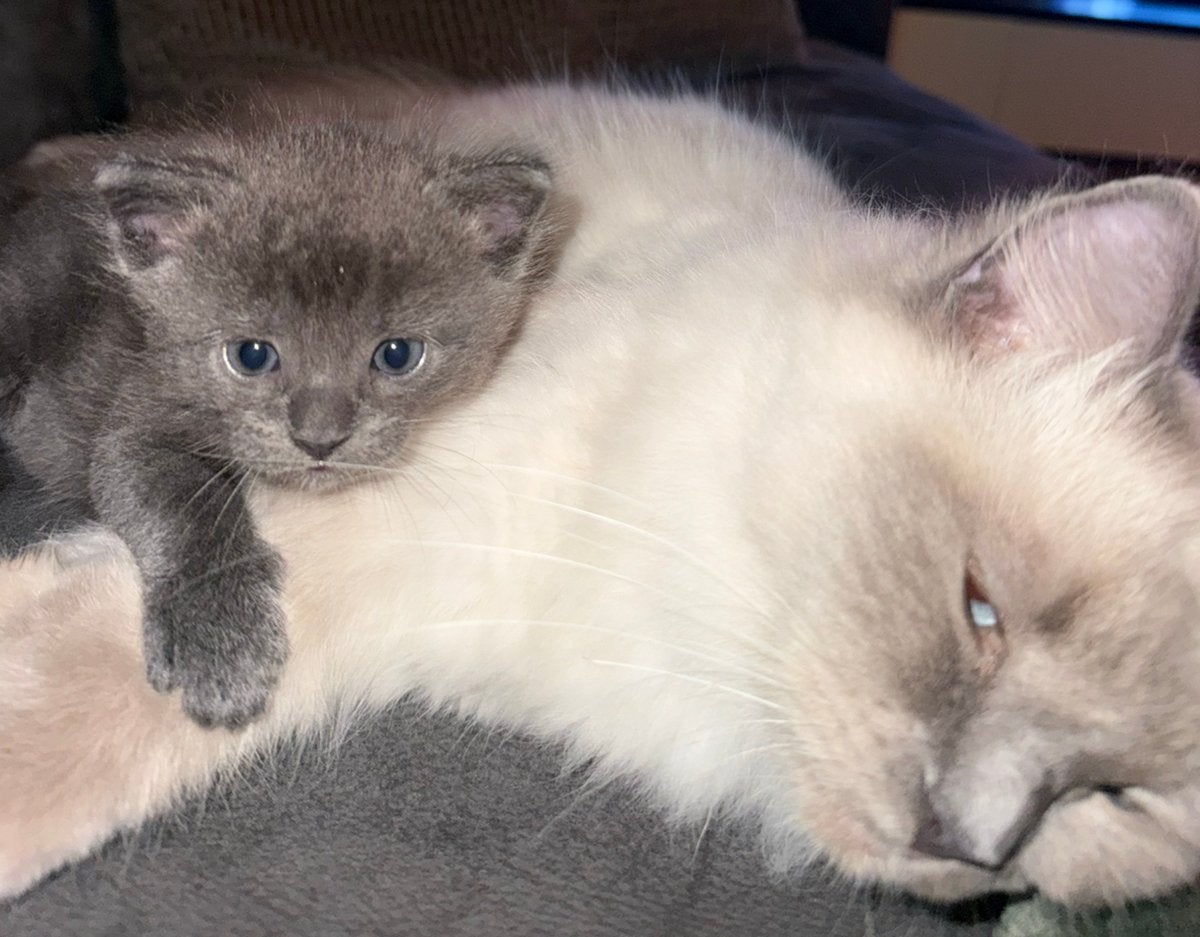 X Ragdoll kittens ️, Dieren en Toebehoren, Meerdere dieren, Ontwormd, 0 tot 2 jaar