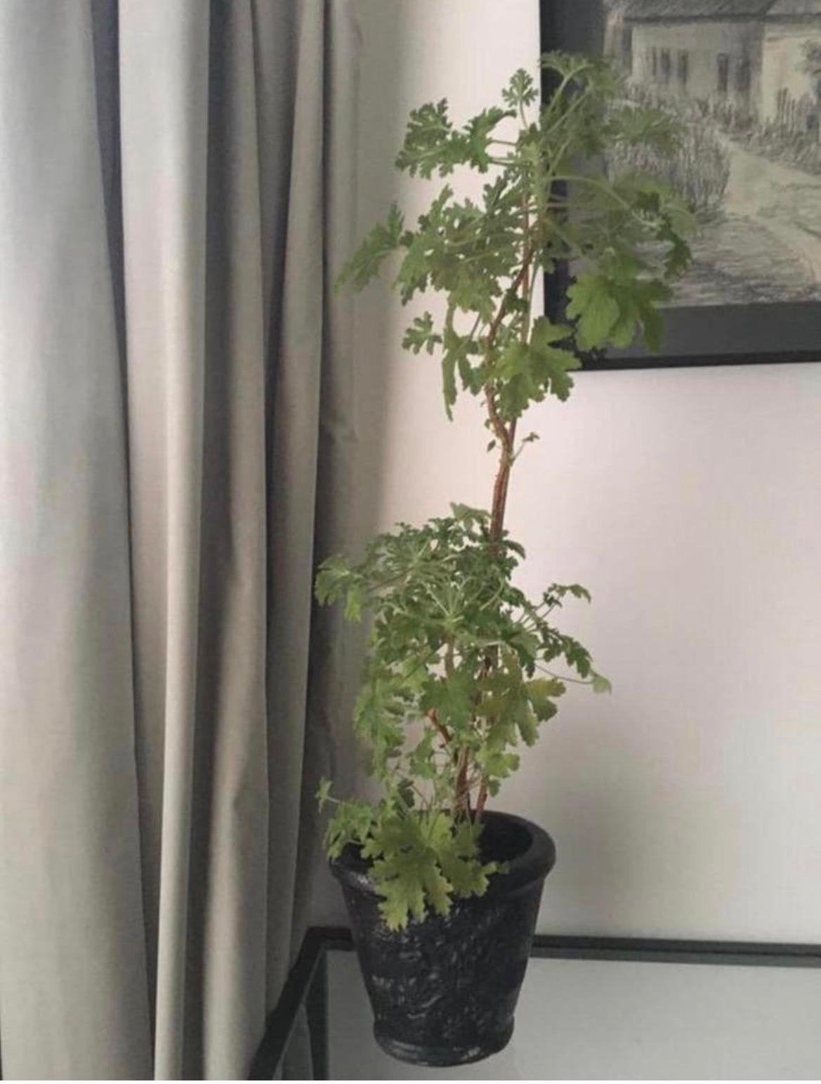 Mooie grote 18,5cm zwarte bloempot Rivera Maison handwerk, Gebruikt, Ophalen of Verzenden, Balkon, Overige vormen