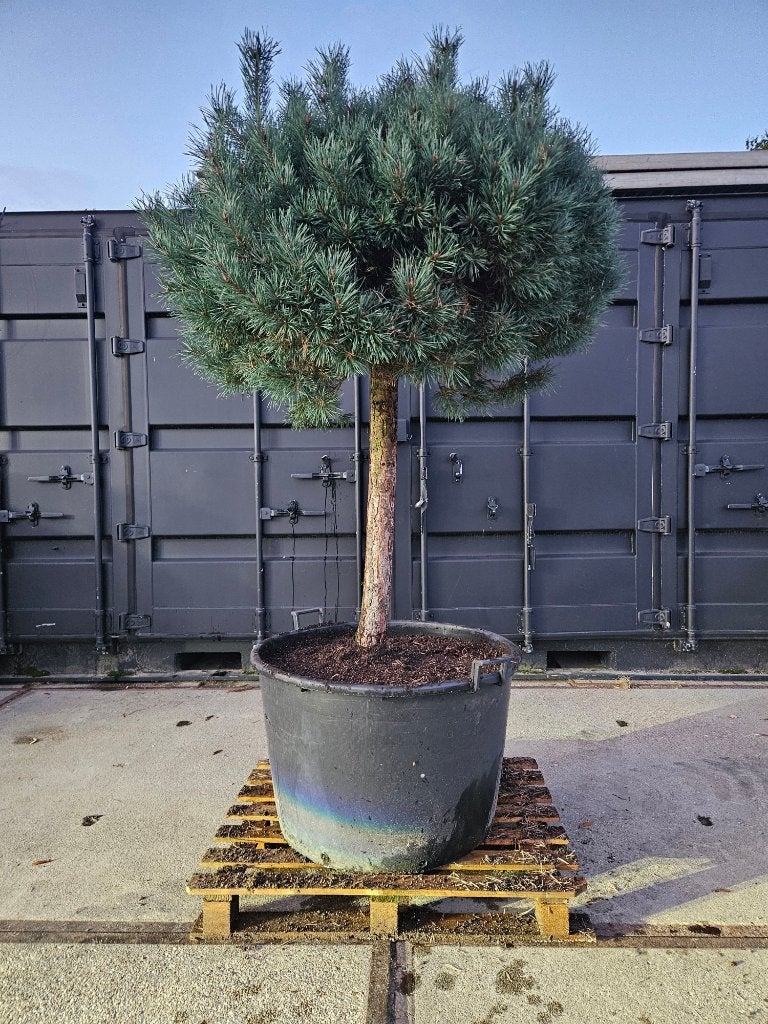 Pinus sylvestris martham, Volle zon, Vaste plant, Bloeit niet, Ophalen