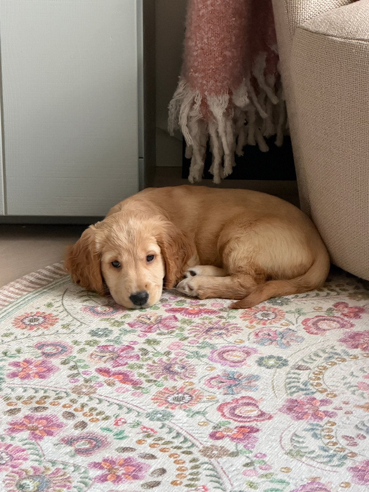Golden cocker retriever pup teefje, Dieren en Toebehoren, Overige rassen, CDV (hondenziekte), 8 tot 15 weken, Teef