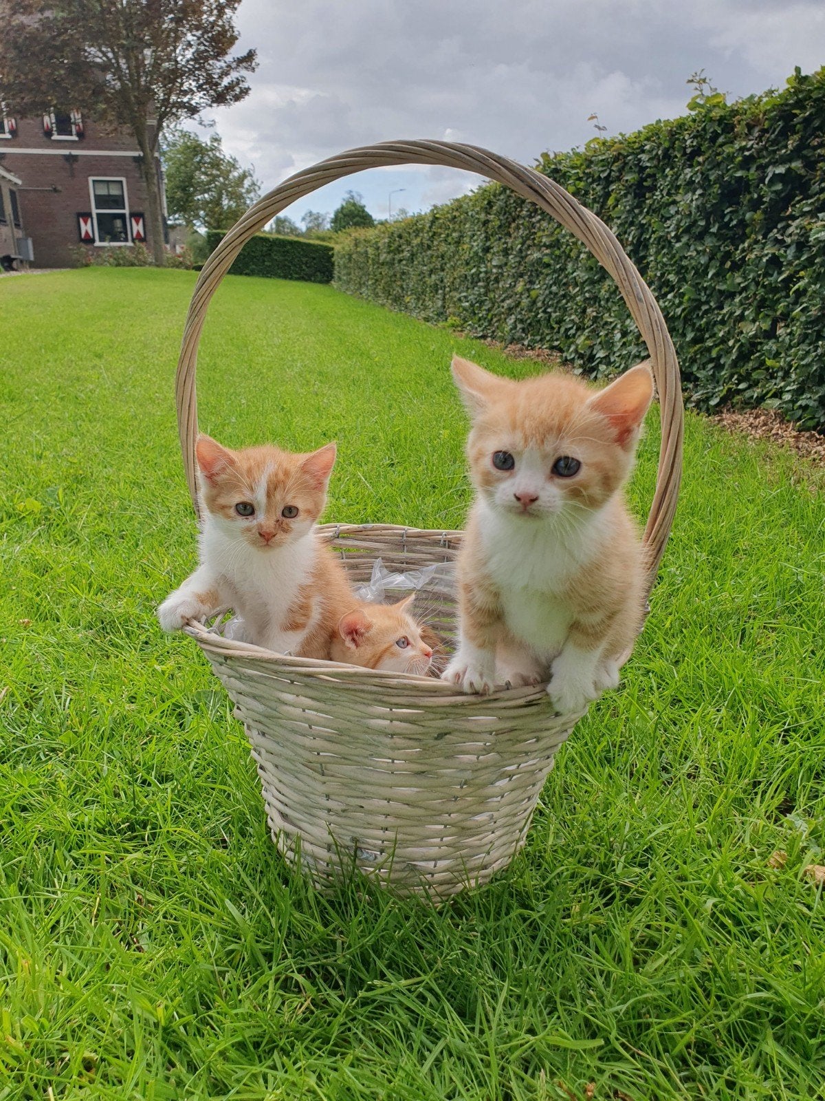 Boerderij kittens, Meerdere dieren