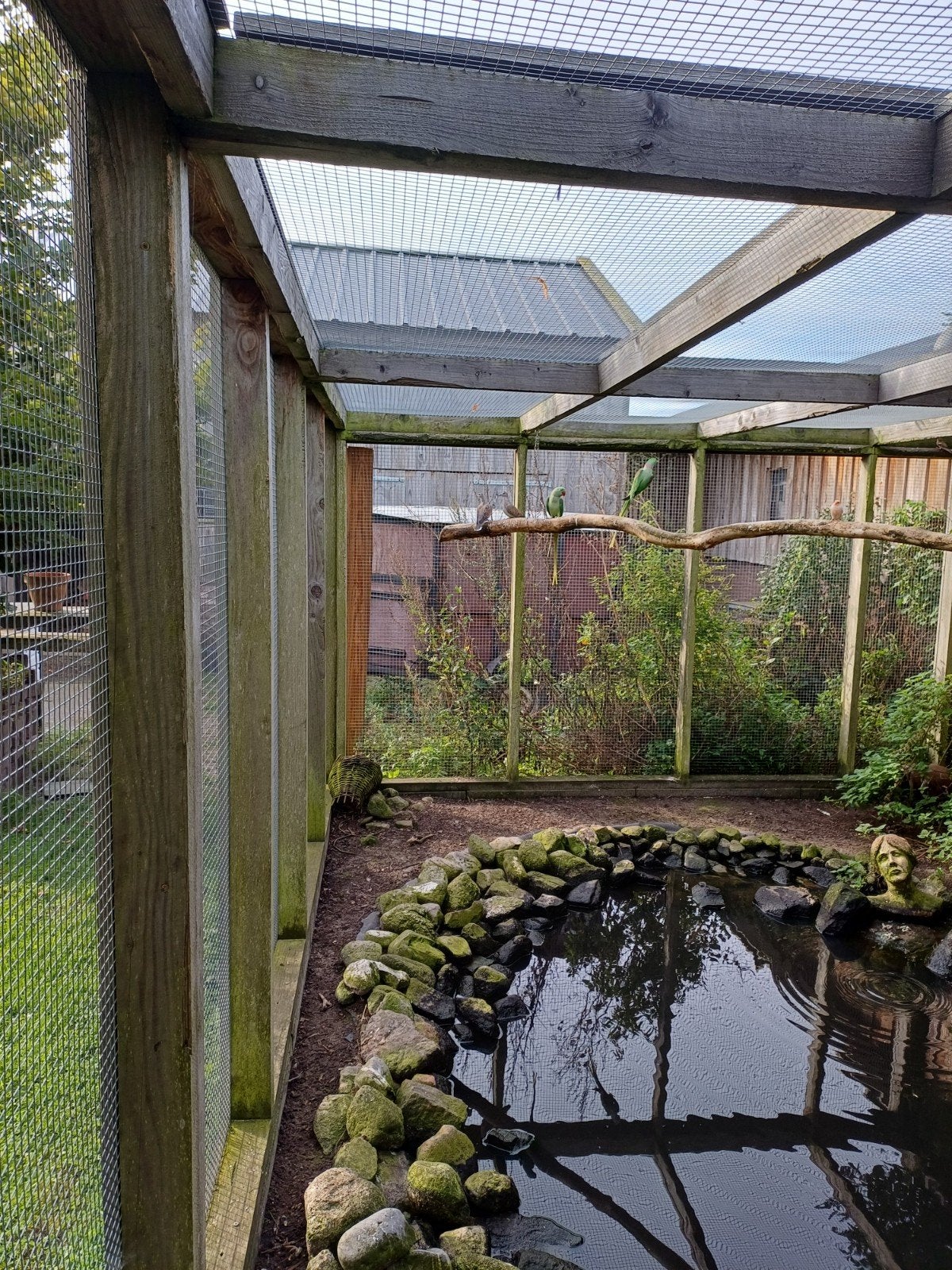 zomertortel koppel, Dieren en Toebehoren, Meerdere dieren, Eend
