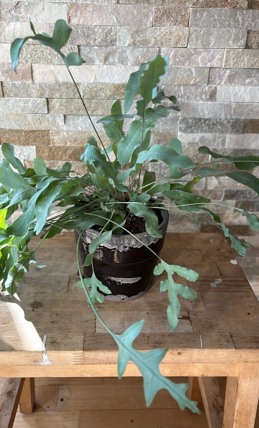 Zilver varen in pot, Overige soorten, In pot, Minder dan 100 cm, Groene kamerplant