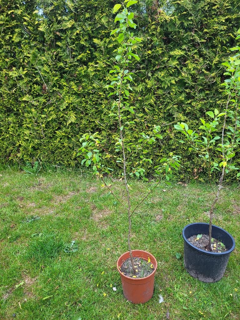 Pruimenboom, Tuin en Terras, Ophalen, Minder dan 100 cm, In pot, Pruimenboom