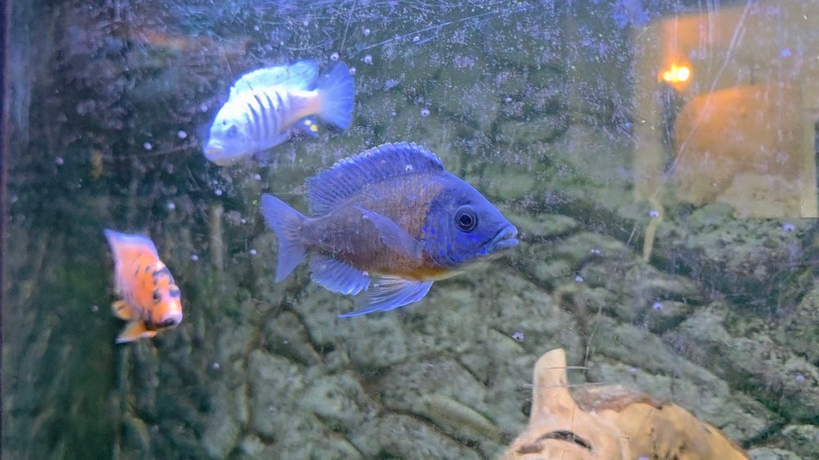copadichromis kadango man malawi cichliden, Vis