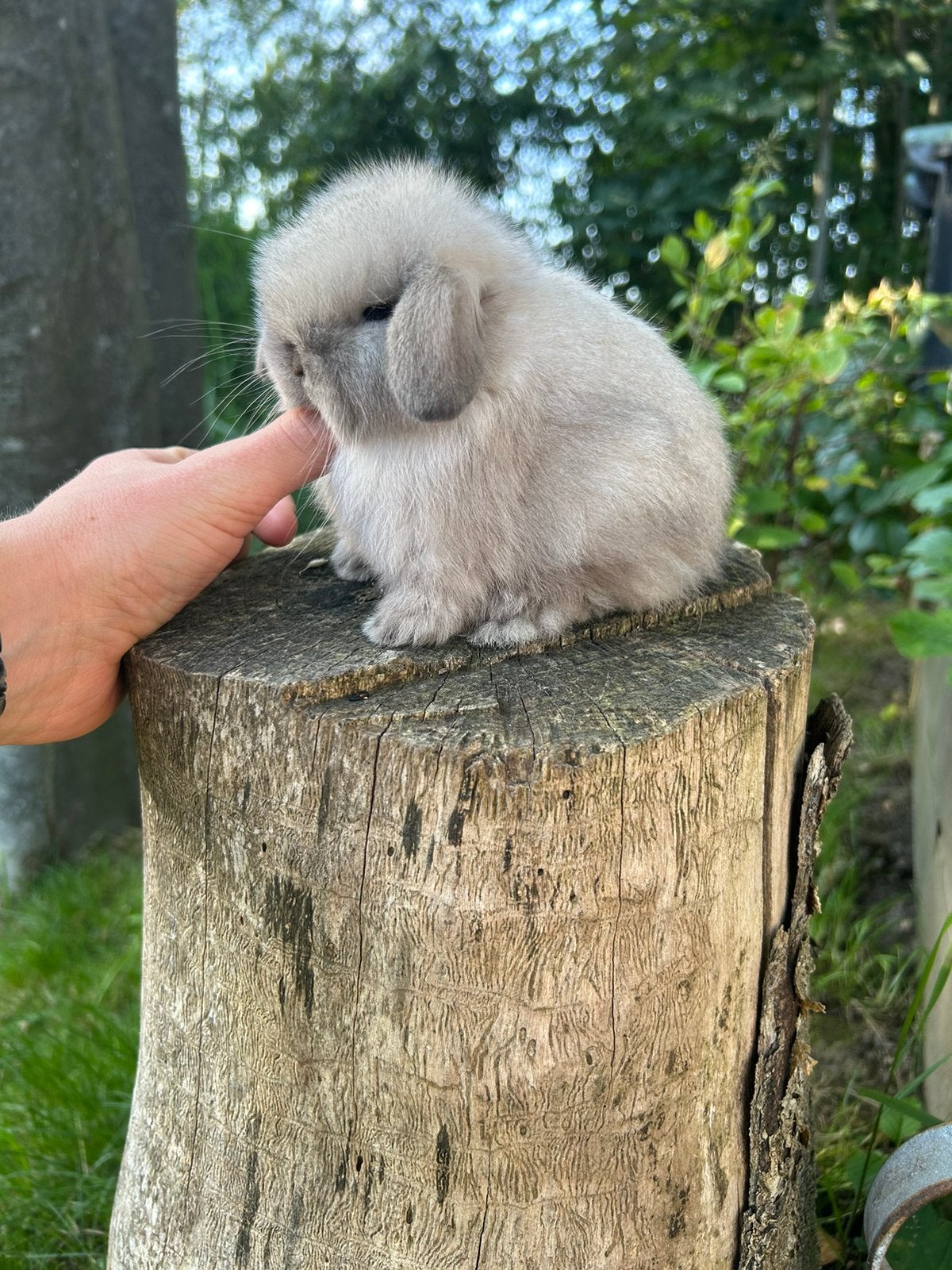 Raszuivere minilop konijntjes, Meerdere dieren, Dwerg, Hangoor, 0 tot 2 jaar