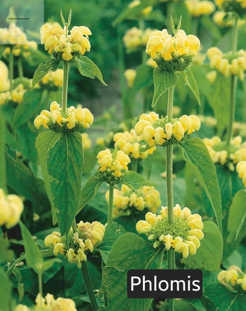 Phlomis planten - Gele bloemen voor uw tuin, Ophalen