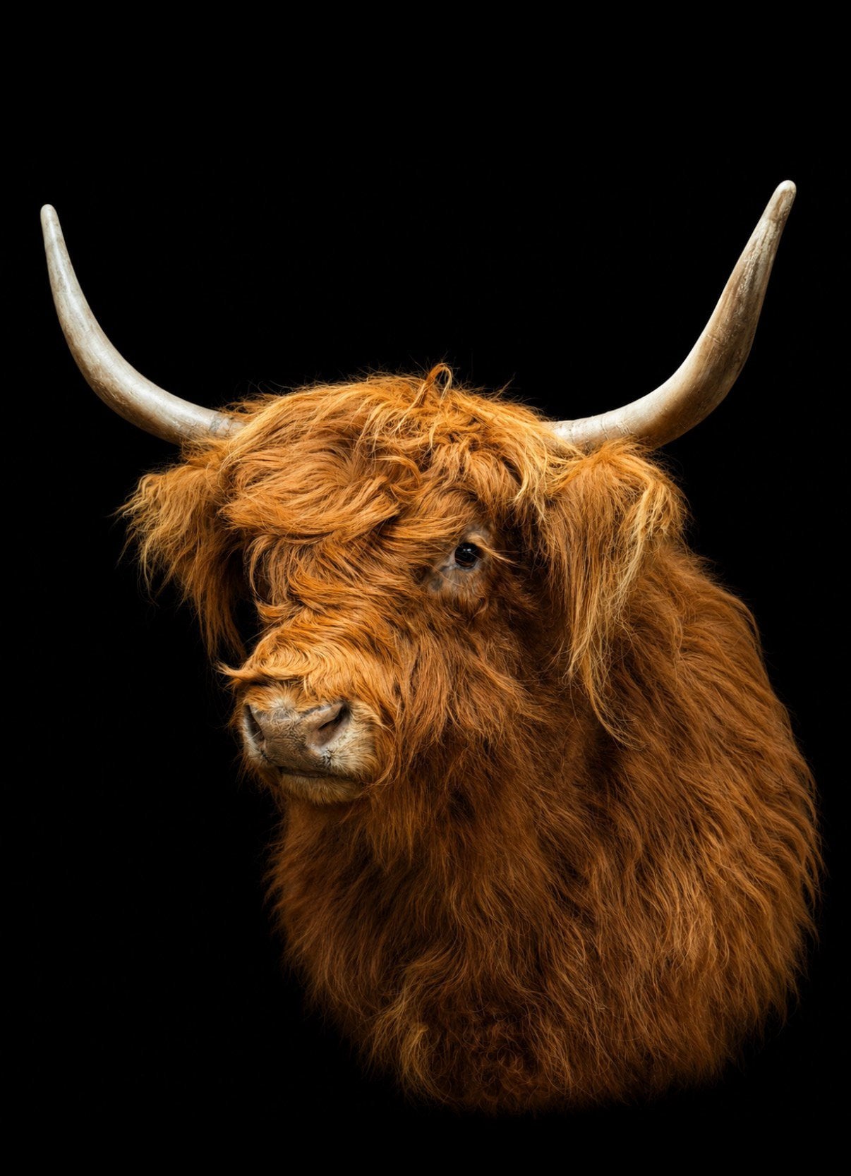 Schotse hooglander opgezet opgezette taxidermie preparaat, Verzamelen, Dierenverzamelingen, Ophalen, Nieuw, Boerderijdier, Opgezet dier