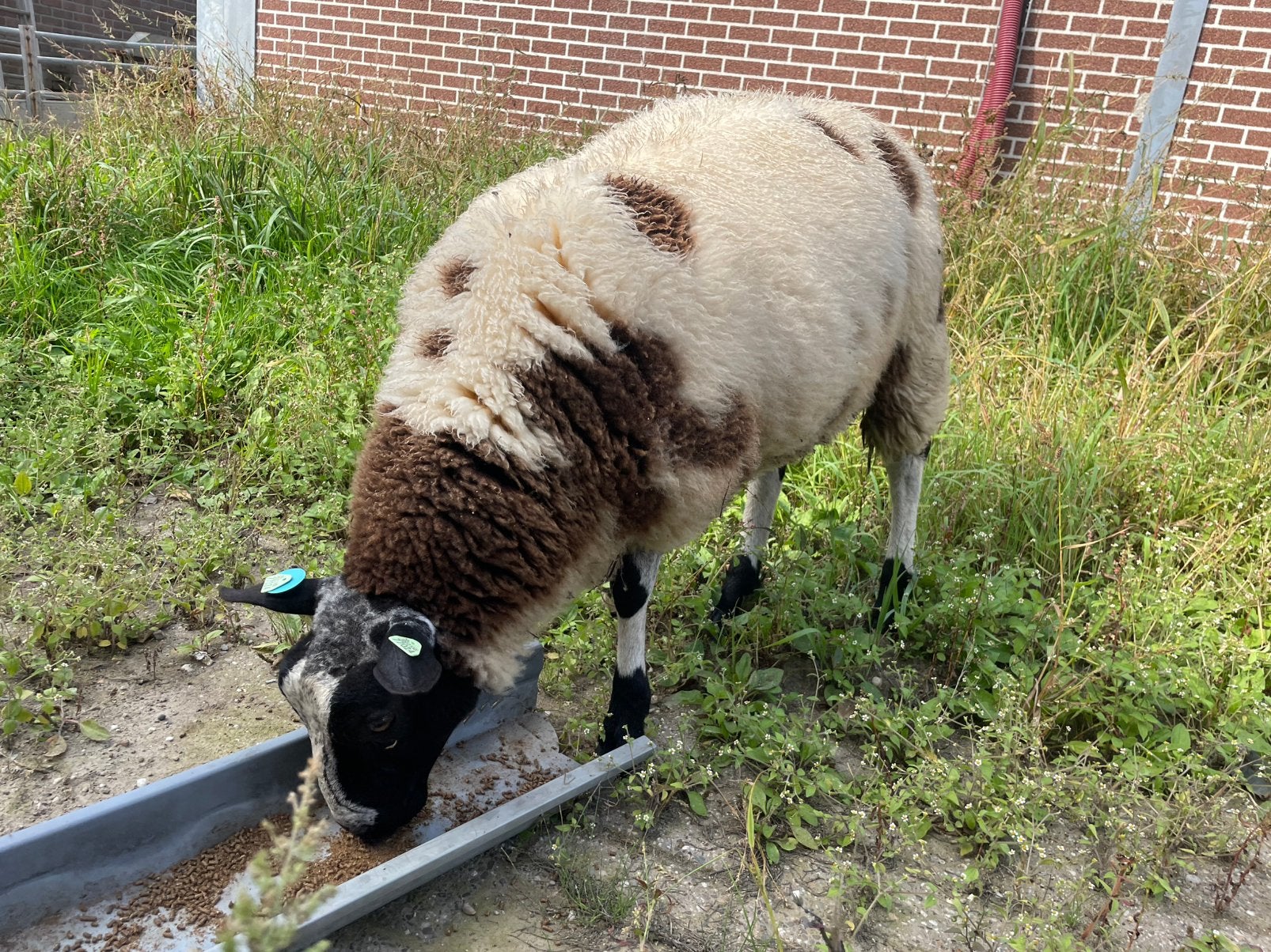 Bonte ram, Dieren en Toebehoren, Mannelijk, Schaap