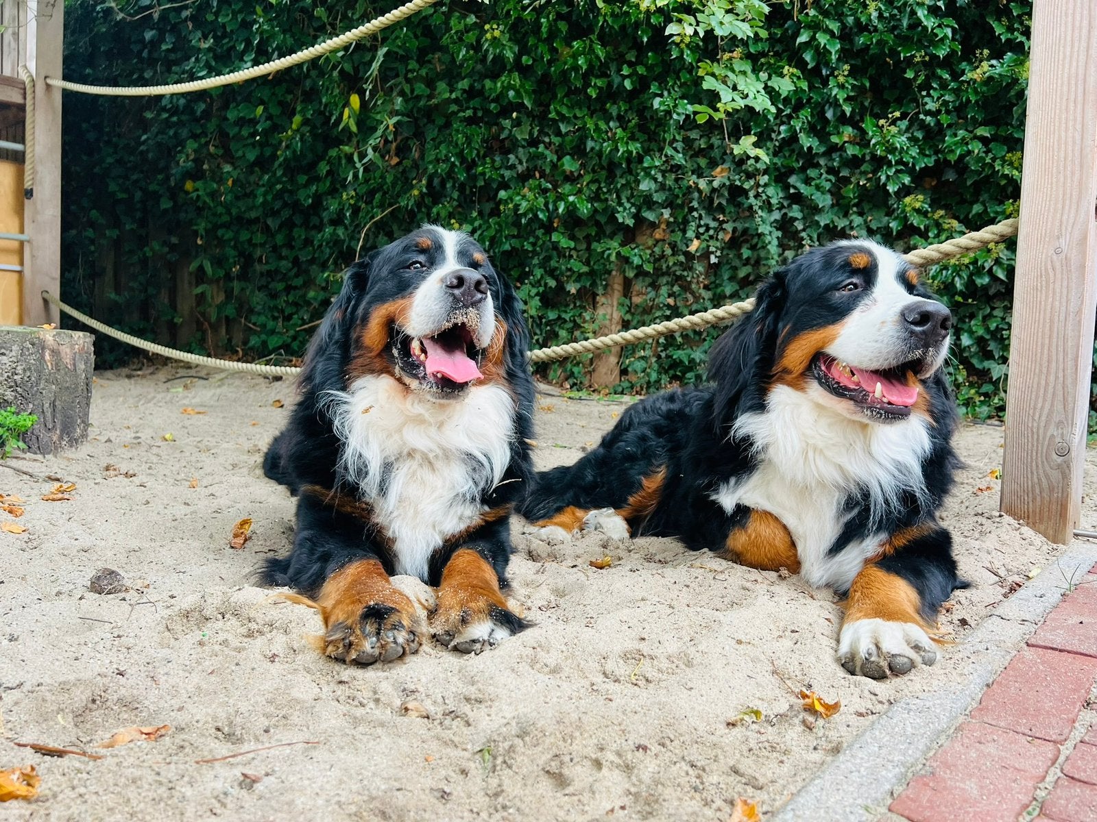 Berner Sennen, Reu, Sennenhond, Eén hond, CDV (hondenziekte)