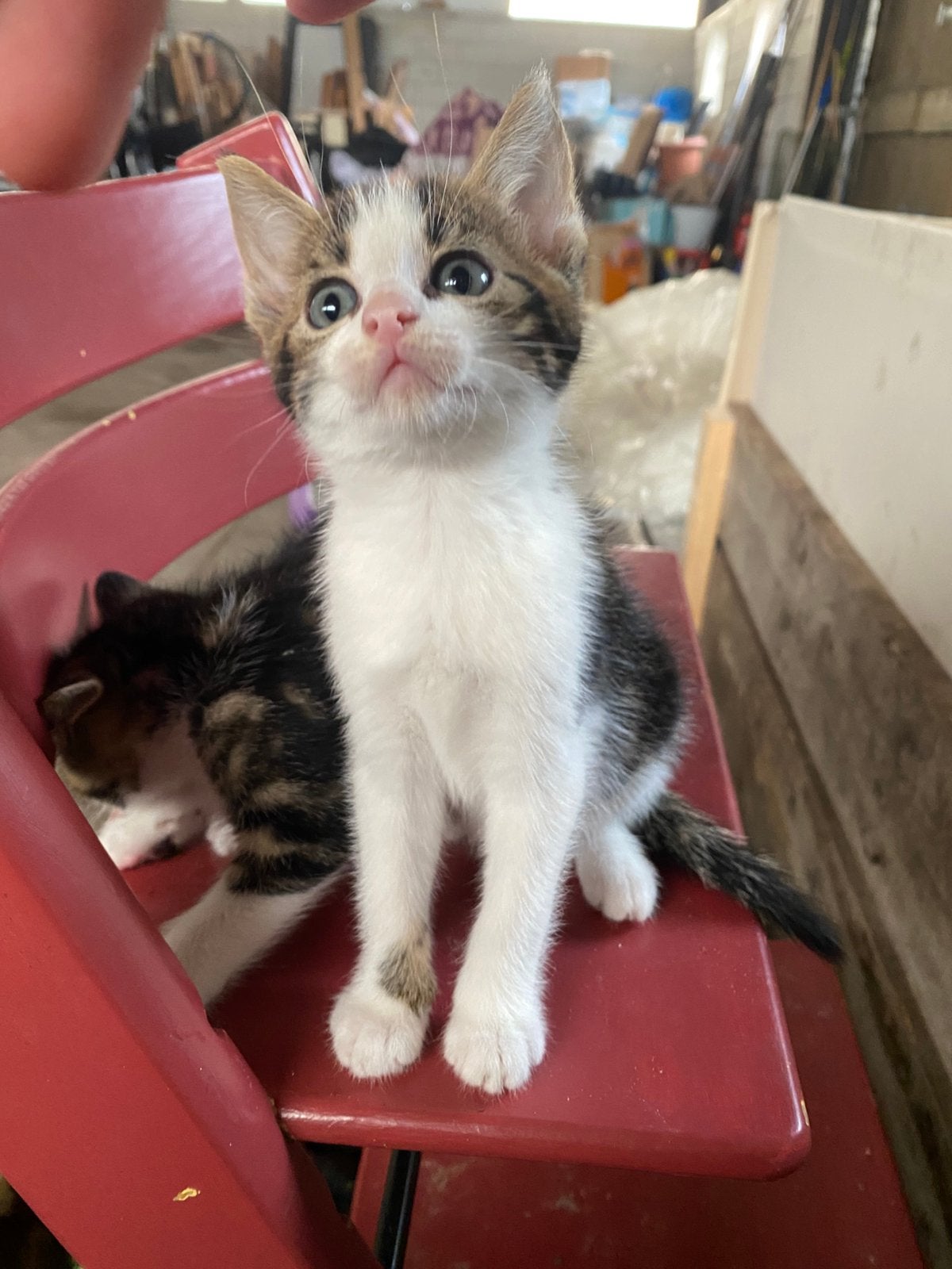 Cyperse kittens, Poes