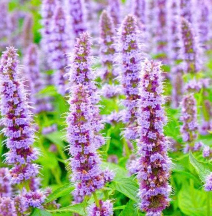 Tuinplanten - Agastache Mexicana - Vlinders - Chemievrij, Tuin en Terras, Planten | Tuinplanten, Overige soorten, Volle zon, Vaste plant