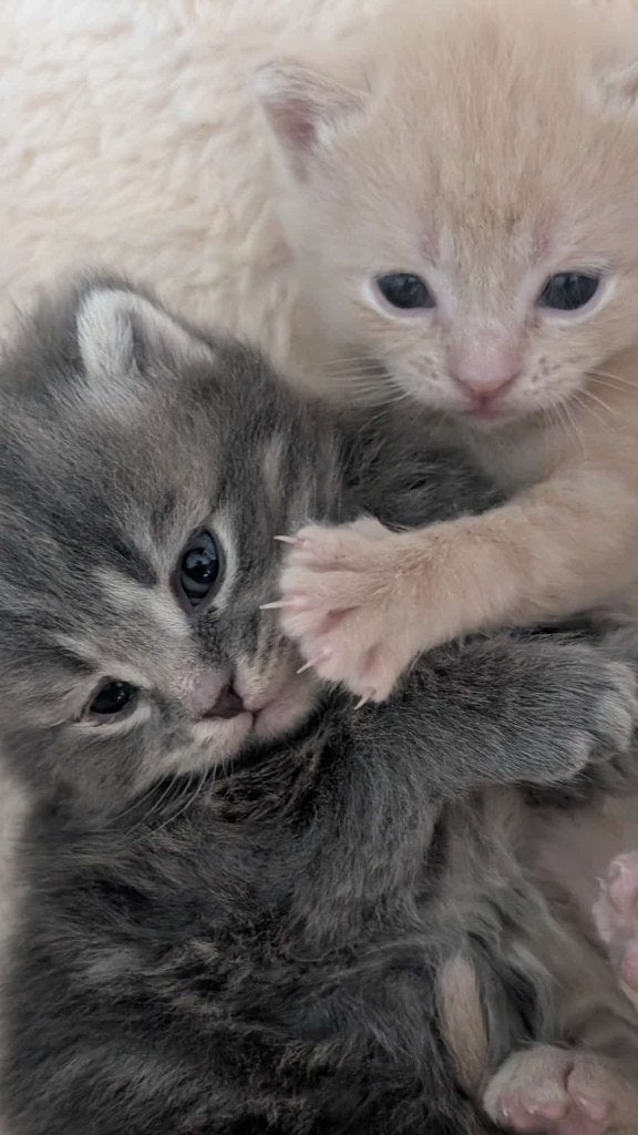 2 lieve kittens, Dieren en Toebehoren, Meerdere dieren, Kortharig, 0 tot 2 jaar