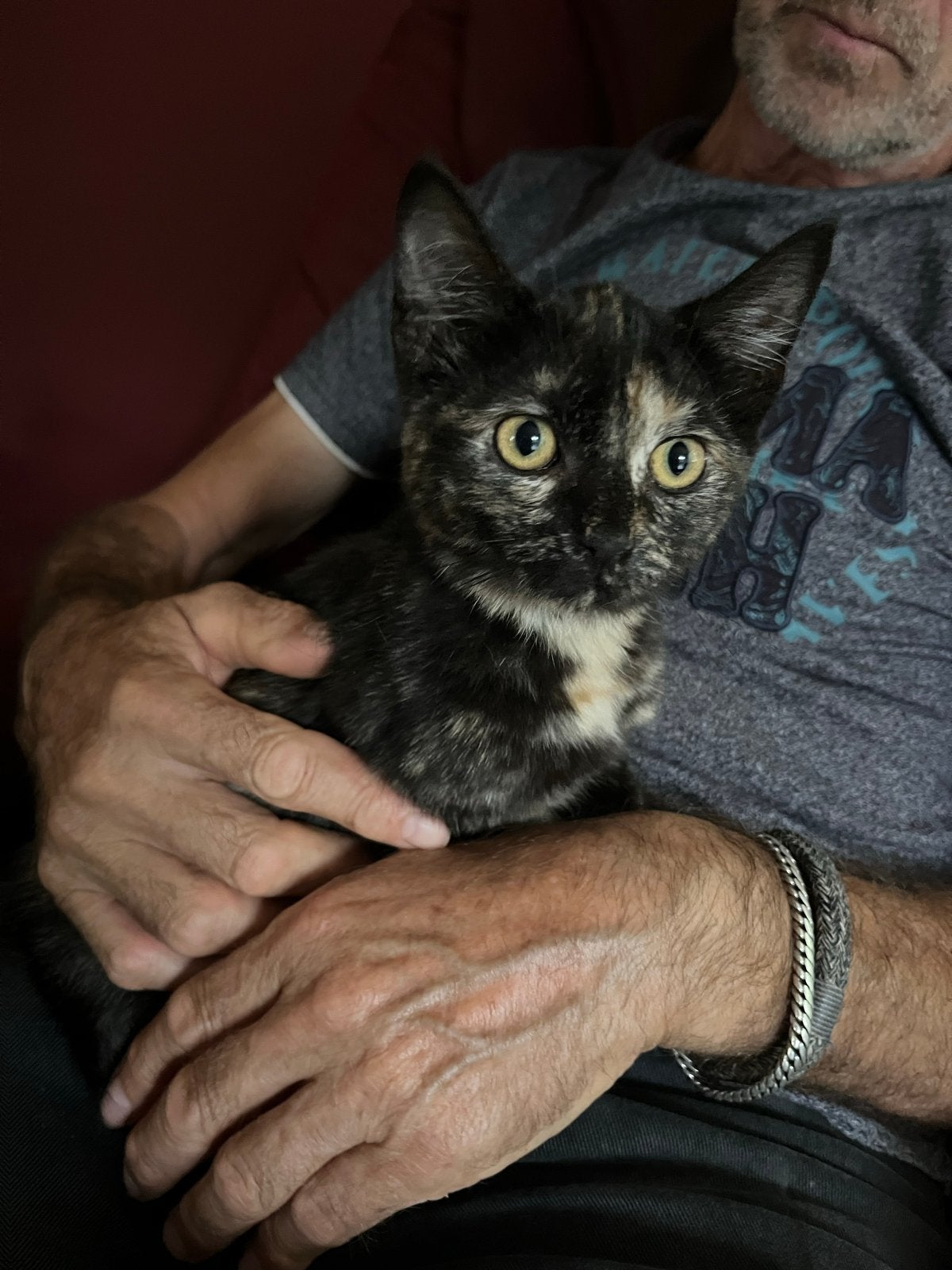 Lieve boerderij kitten te koop!, Dieren en Toebehoren, Katten en Kittens | Overige Katten, Poes, Kortharig, 0 tot 2 jaar