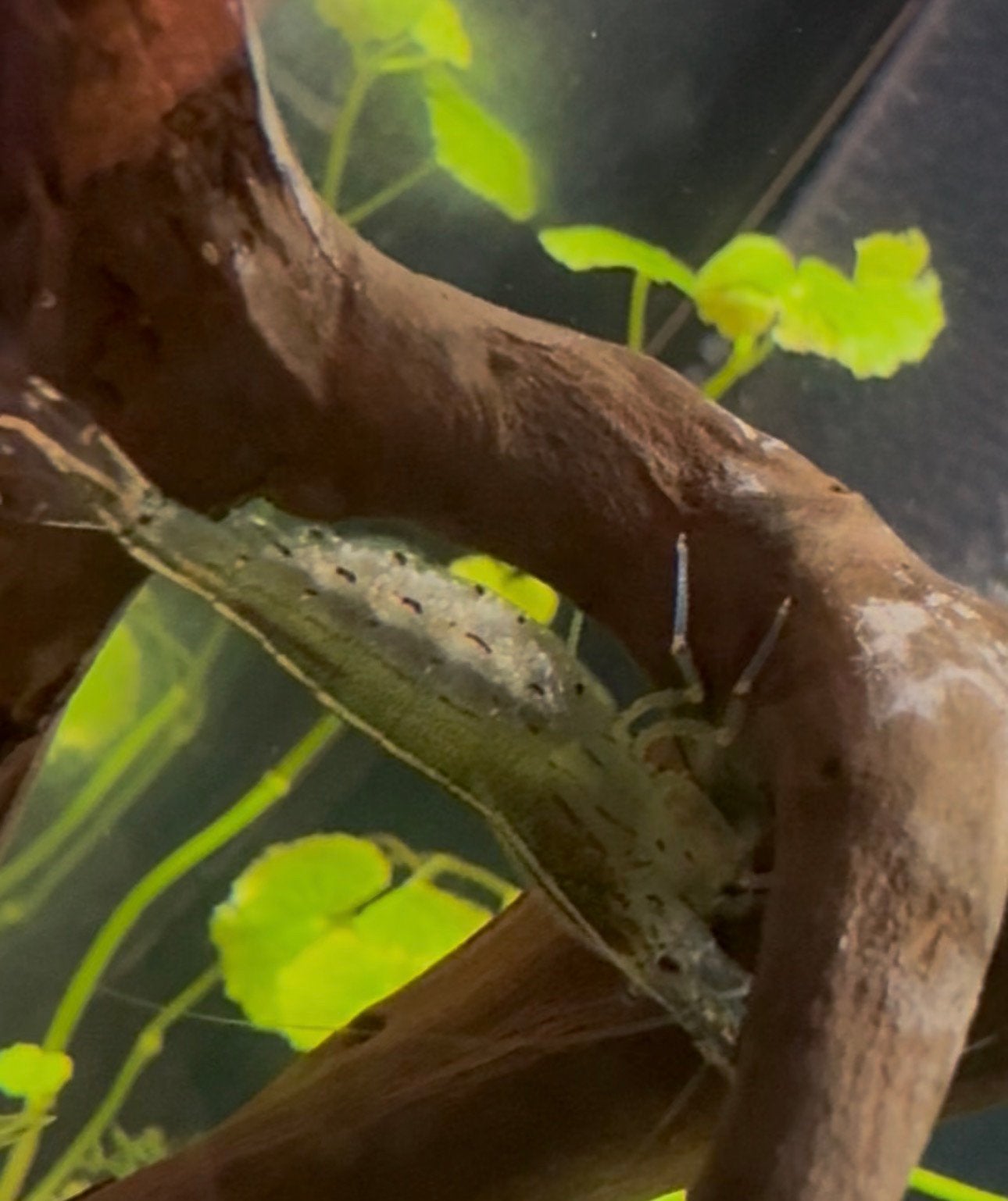 Japonica garnaal 2 vrouwen allebij “zwanger”, Dieren en Toebehoren, Vissen | Aquariumvissen