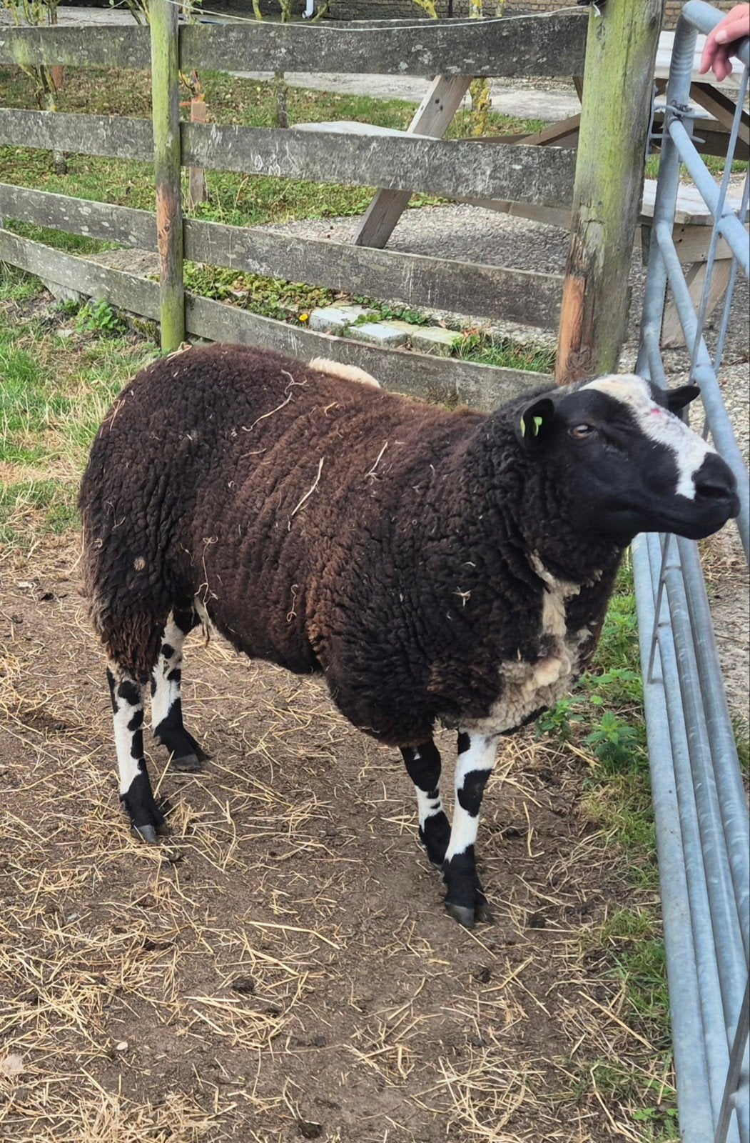 Mooie overjarige bonte (dek) ram, Mannelijk, Schaap, 0 tot 2 jaar