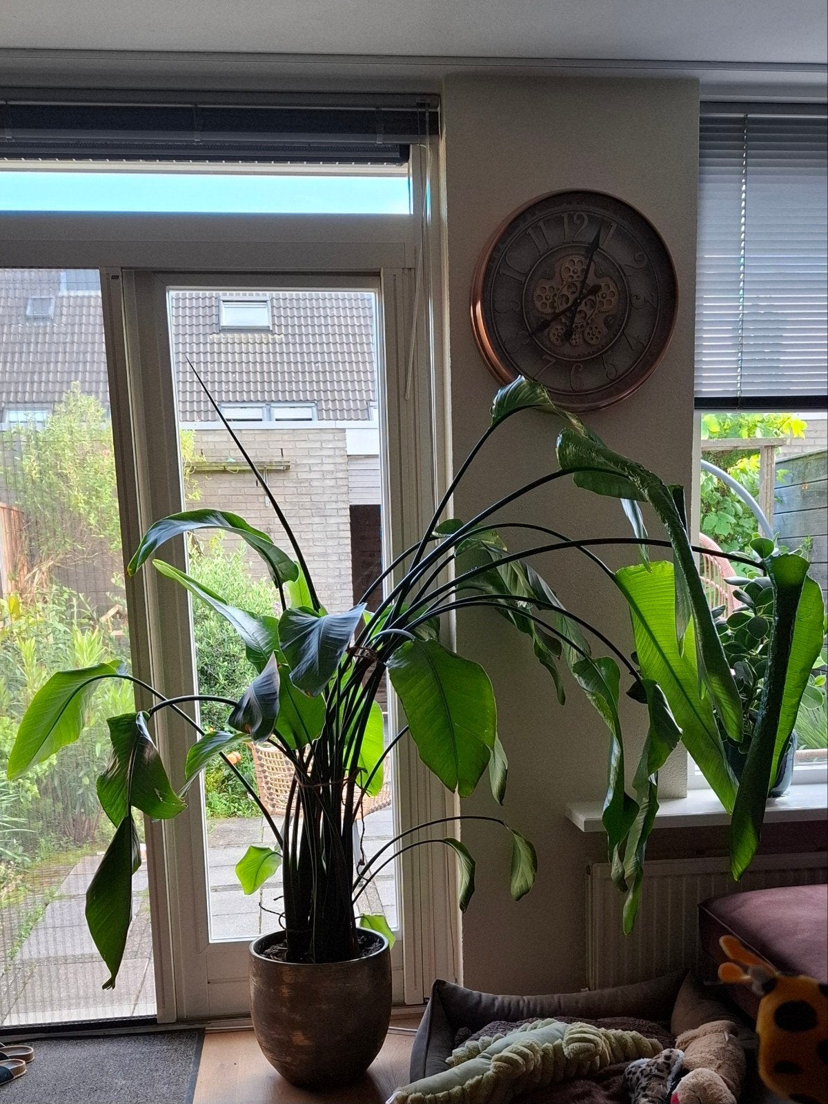 Strelitzia Nicolai in pot, Huis en Inrichting, Kamerplanten, Overige soorten, In pot, 150 tot 200 cm, Groene kamerplant
