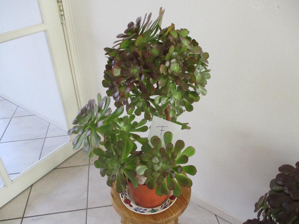 Aeonium vetplant, Tuin en Terras, Vaste plant, Halfschaduw, Herfst, Ophalen