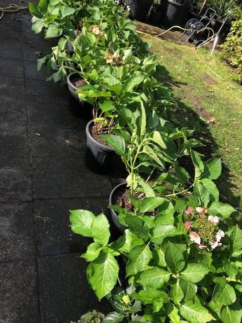 Schermhortensia struik , staat in de kuip . ongeveer 90 cm h, Volle zon, Vaste plant, Zomer, Ophalen
