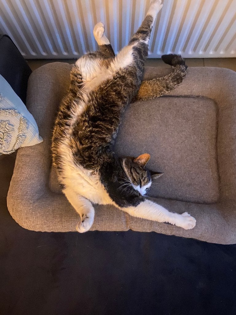 oppas voor kat gezocht Soesterberg 3 juli/ 9 augustus