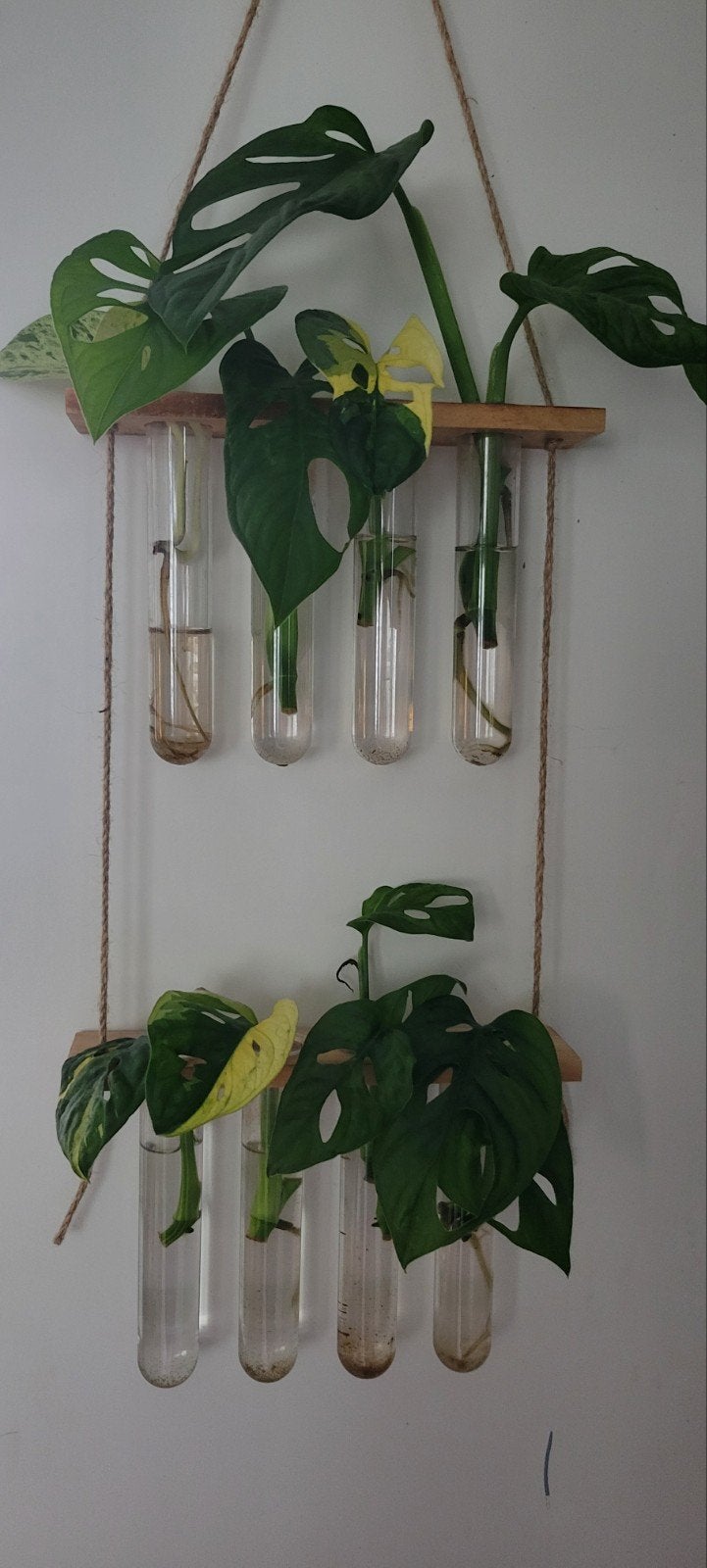 Stekjesbox - Diverse plantenstekjes voor de liefhebber, Huis en Inrichting, Ophalen of Verzenden, Halfschaduw, Minder dan 100 cm