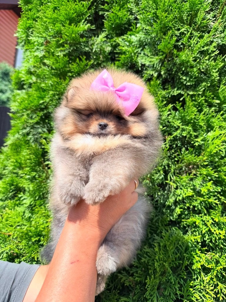 Pomeriaan pup teefje Orange Bear type – te reserveren, Nederland, Keeshond, 8 tot 15 weken, Teef