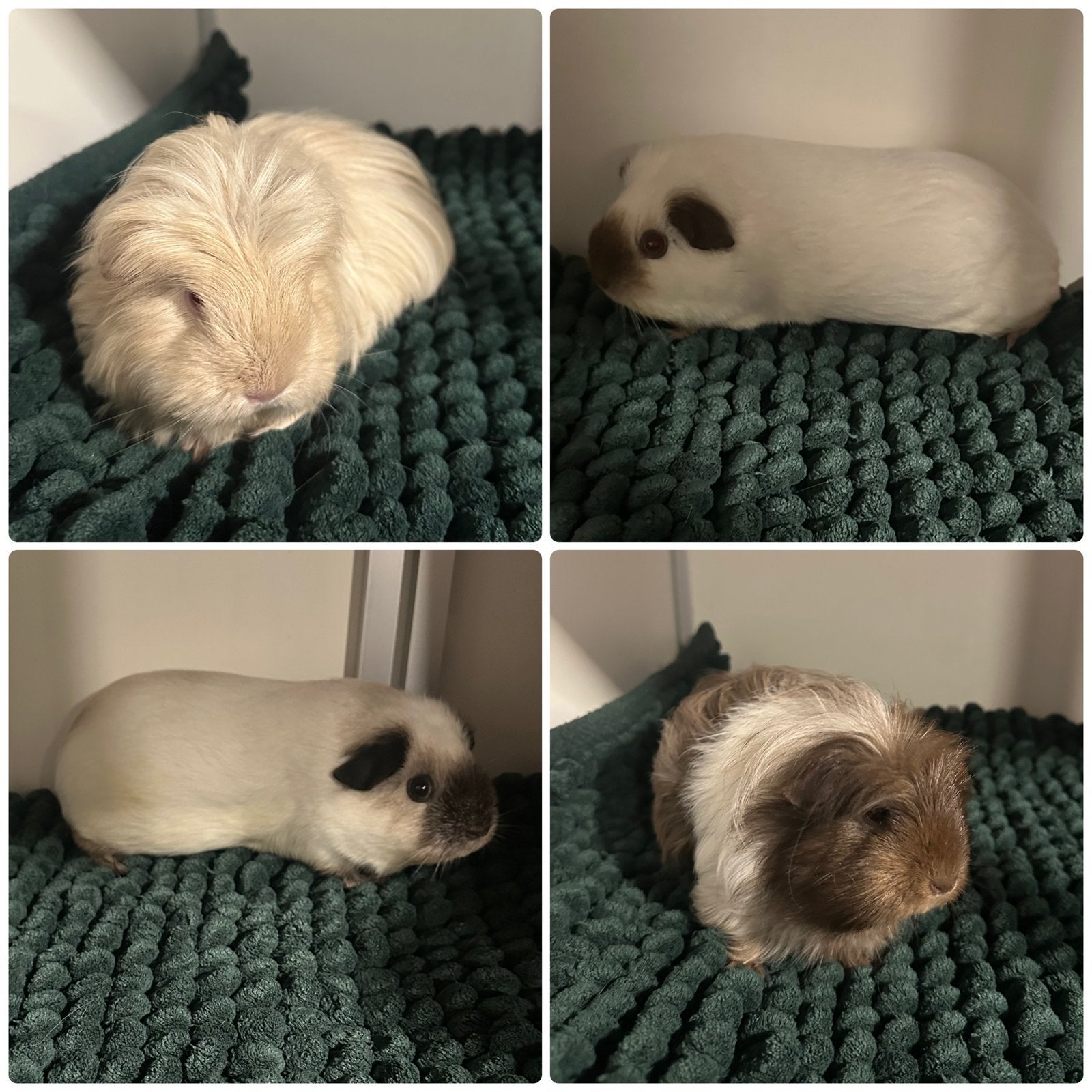 California zeugjes/meisjes, Cavia, Vrouwelijk, Januari, Tam