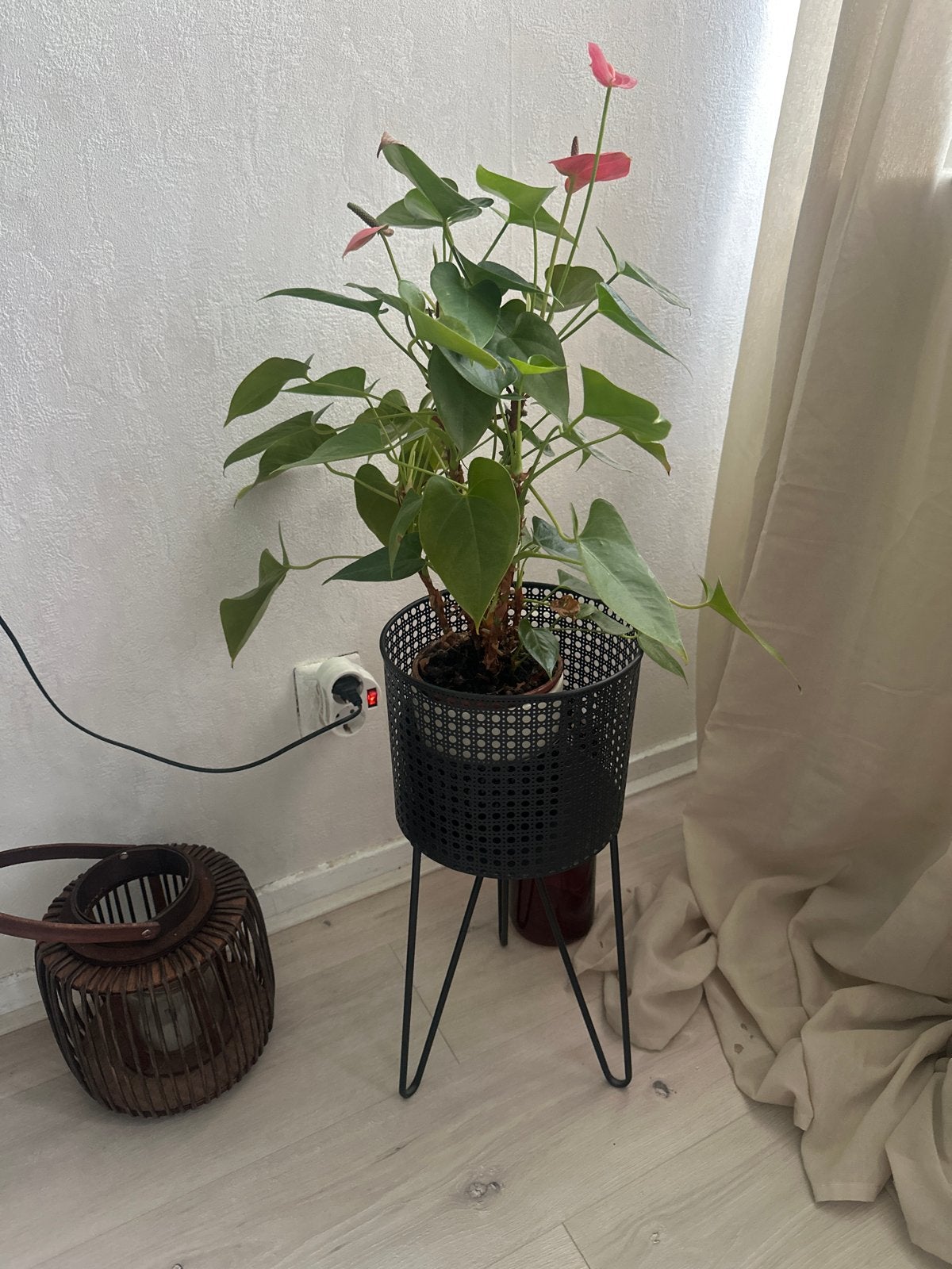 Anthurium plant met zwarte houder, Ophalen, Overige soorten, Halfschaduw, In pot