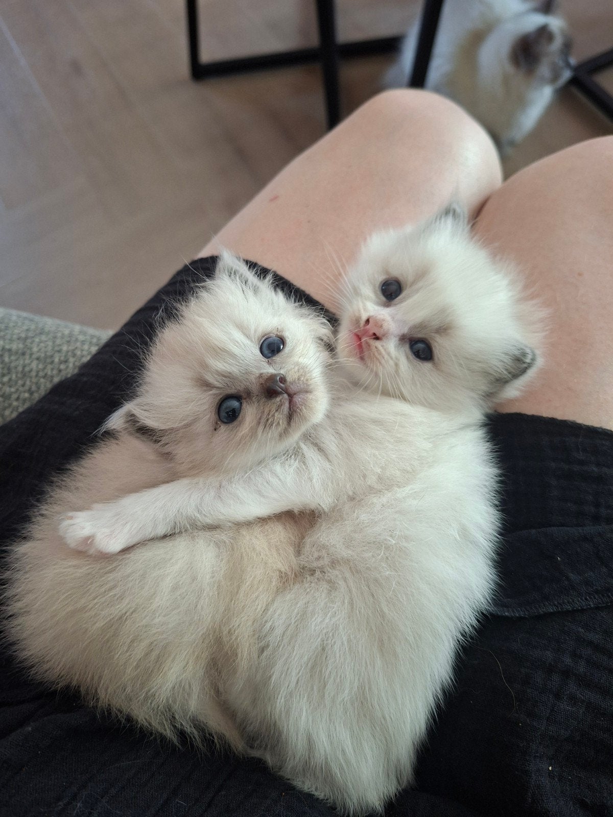 100% ragdoll kittens, Poes, Langharig, 0 tot 2 jaar
