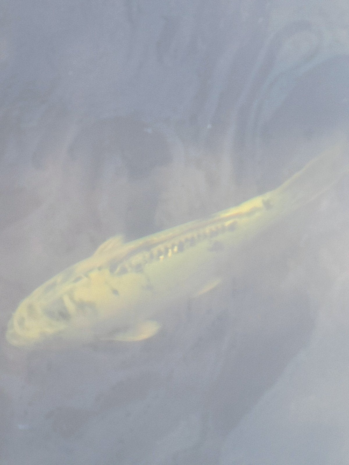 koi, Dieren en Toebehoren, Vissen | Vijvervissen, Karper of Koi