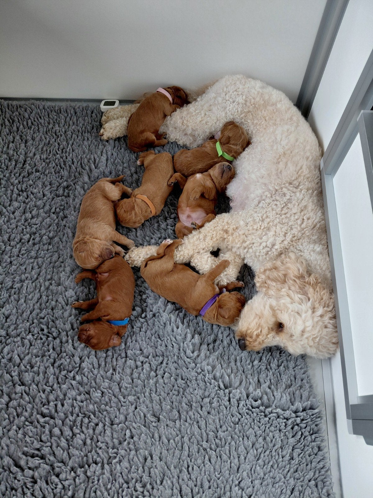 mini labradoodles, Overige rassen, 8 tot 15 weken, Meerdere, Meerdere dieren