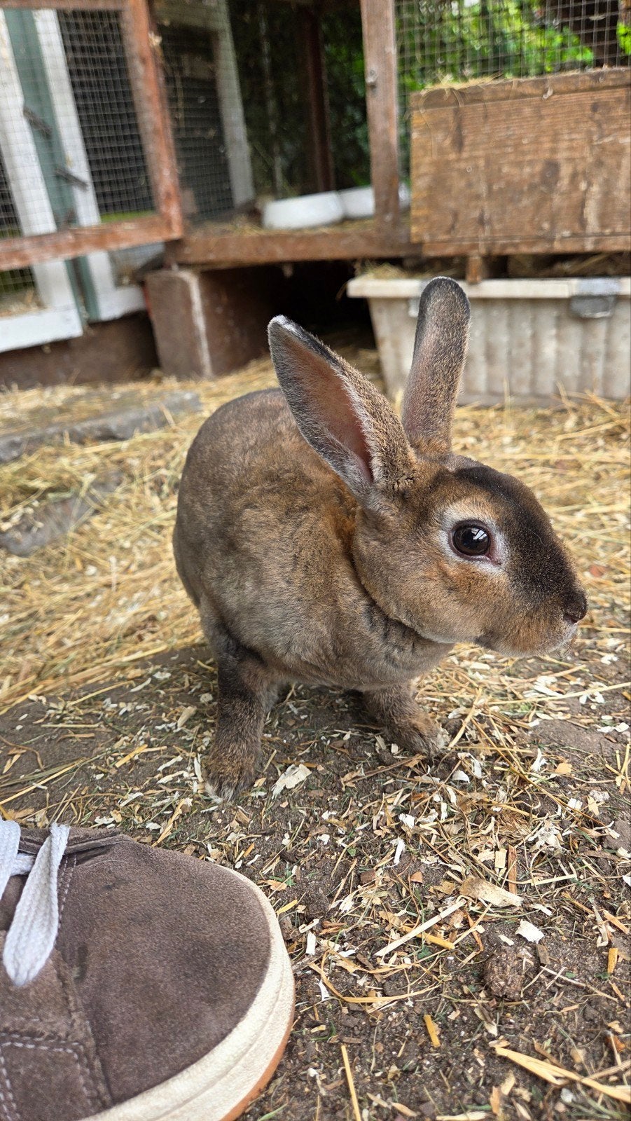Dwerg rex rammentjes, Dieren en Toebehoren, Konijnen, Mannelijk, Dwerg, 0 tot 2 jaar