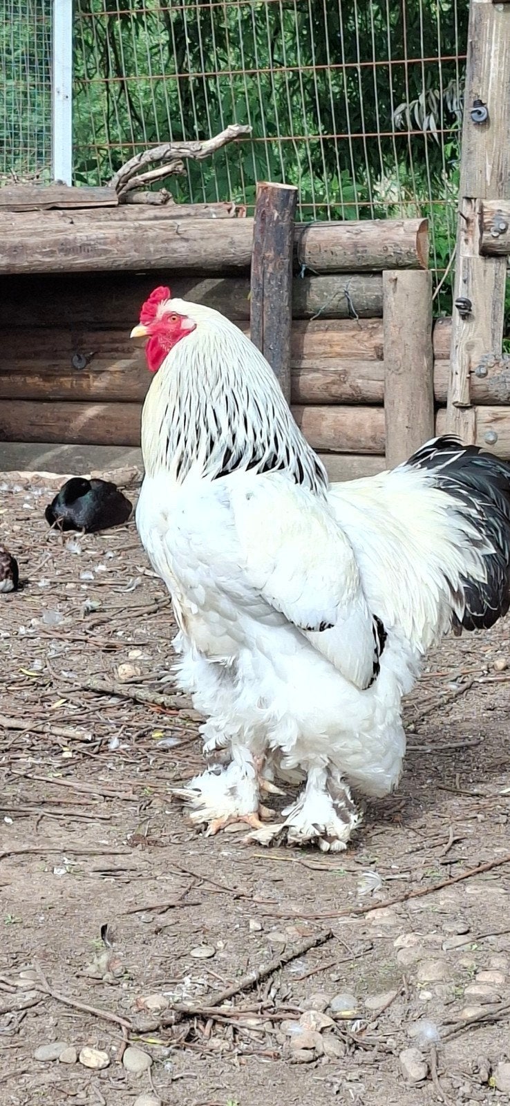 Mooie grote brahma haan, Dieren en Toebehoren, Pluimvee, Mannelijk, Kip