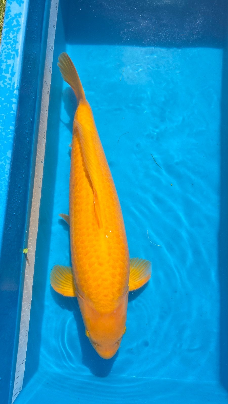 Mooie gele karashigoi, Dieren en Toebehoren, Karper of Koi