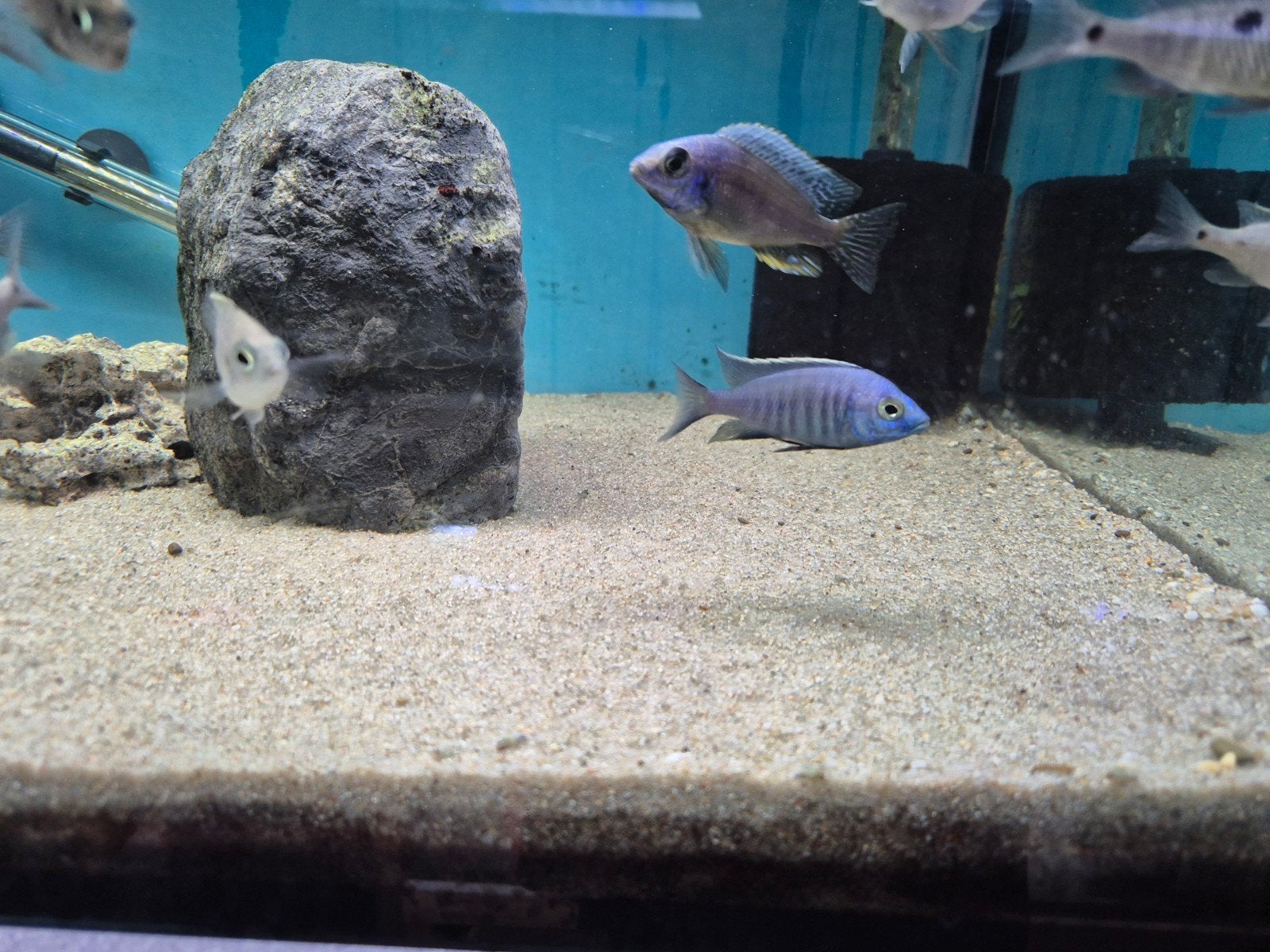 diverse malawi cichliden, Dieren en Toebehoren, Vissen | Aquariumvissen, Vis