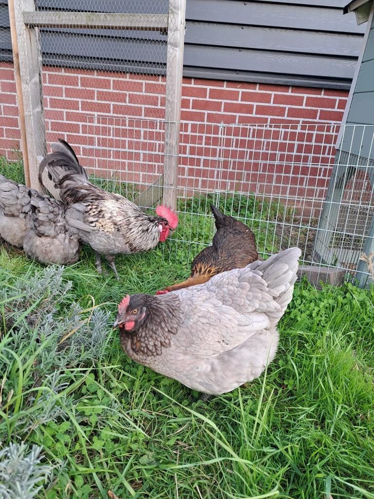 Broedeieren bleu de landes kip, Geslacht onbekend, Kip