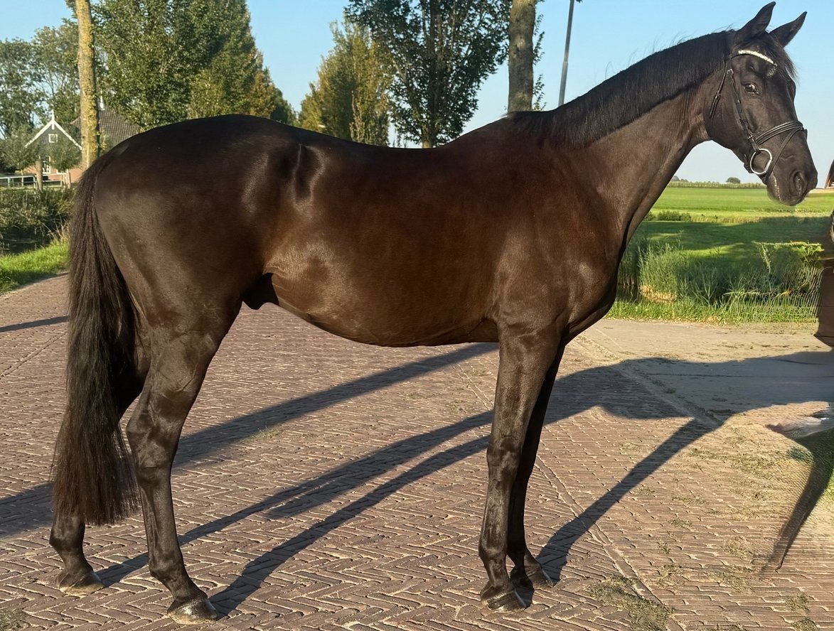Lieve allrounder te koop Sir Sansibar x Rotura (v. Axis), Springpaard, Met stamboom, Ruin, L