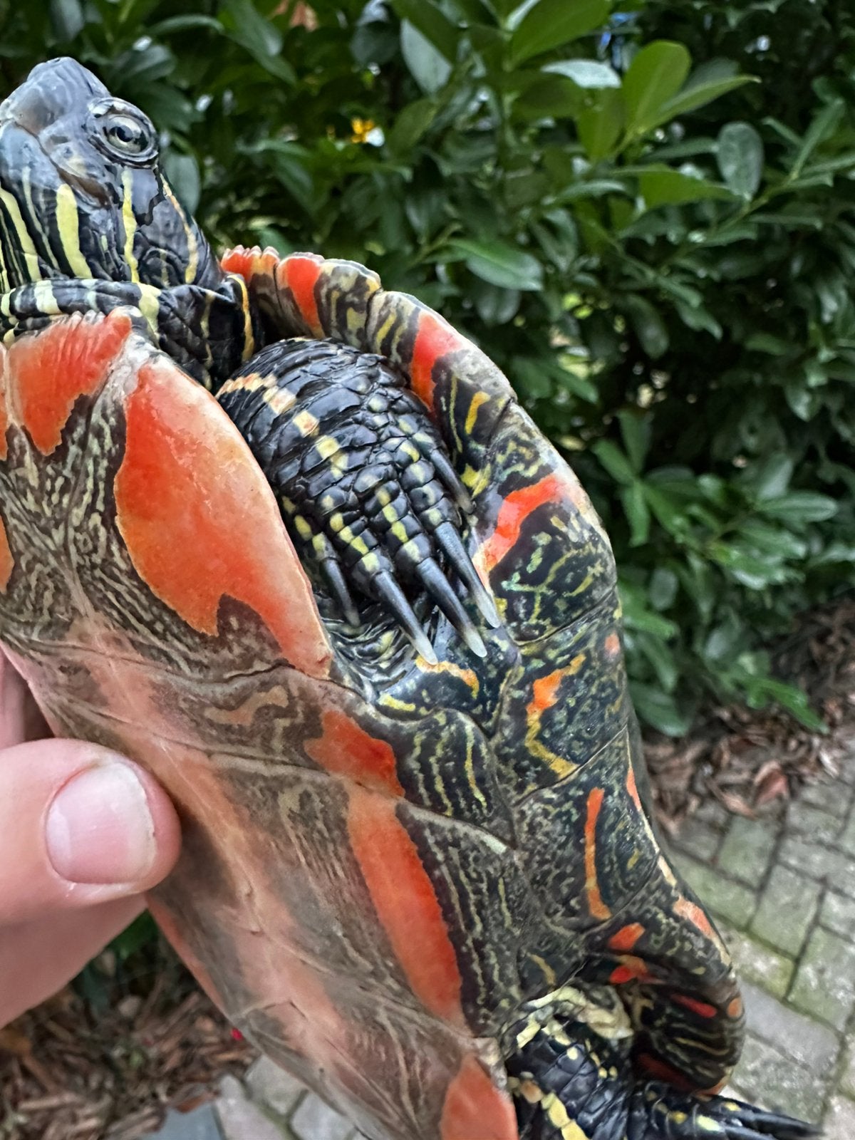 Chrysemys picta belli - Westelijke sierschildpad Turtle photo 2