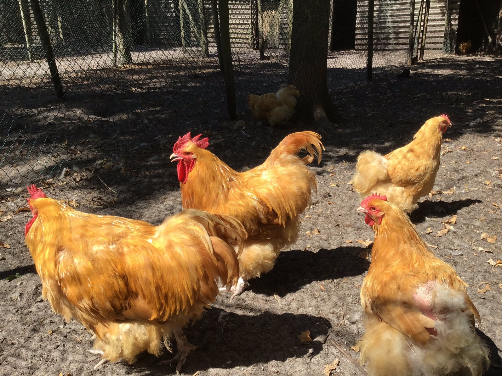 Orpington buff broedeieren, Geslacht onbekend, Kip