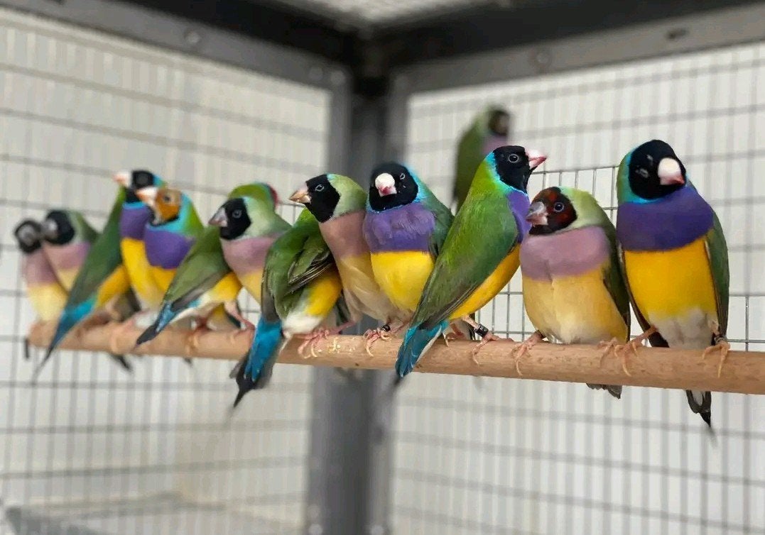 Gezocht.  Koppeltjes gouldamadines., Dieren en Toebehoren, Vogels | Overige Vogels, Meerdere dieren, Tropenvogel, Geringd