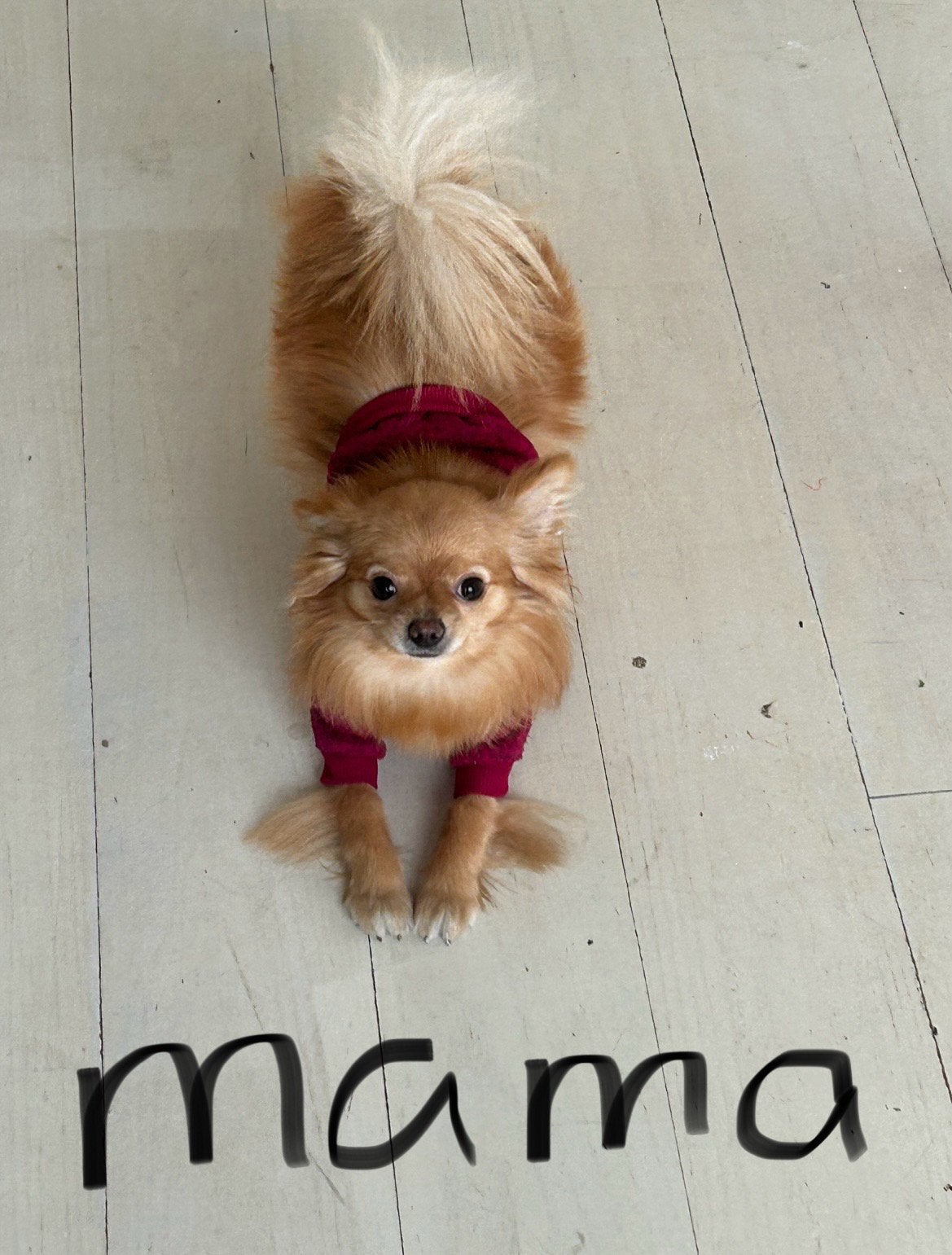 Vooraankondiging verwachting chihuahua x pomeriaan pups., Parvo, 8 tot 15 weken, Meerdere, Meerdere dieren