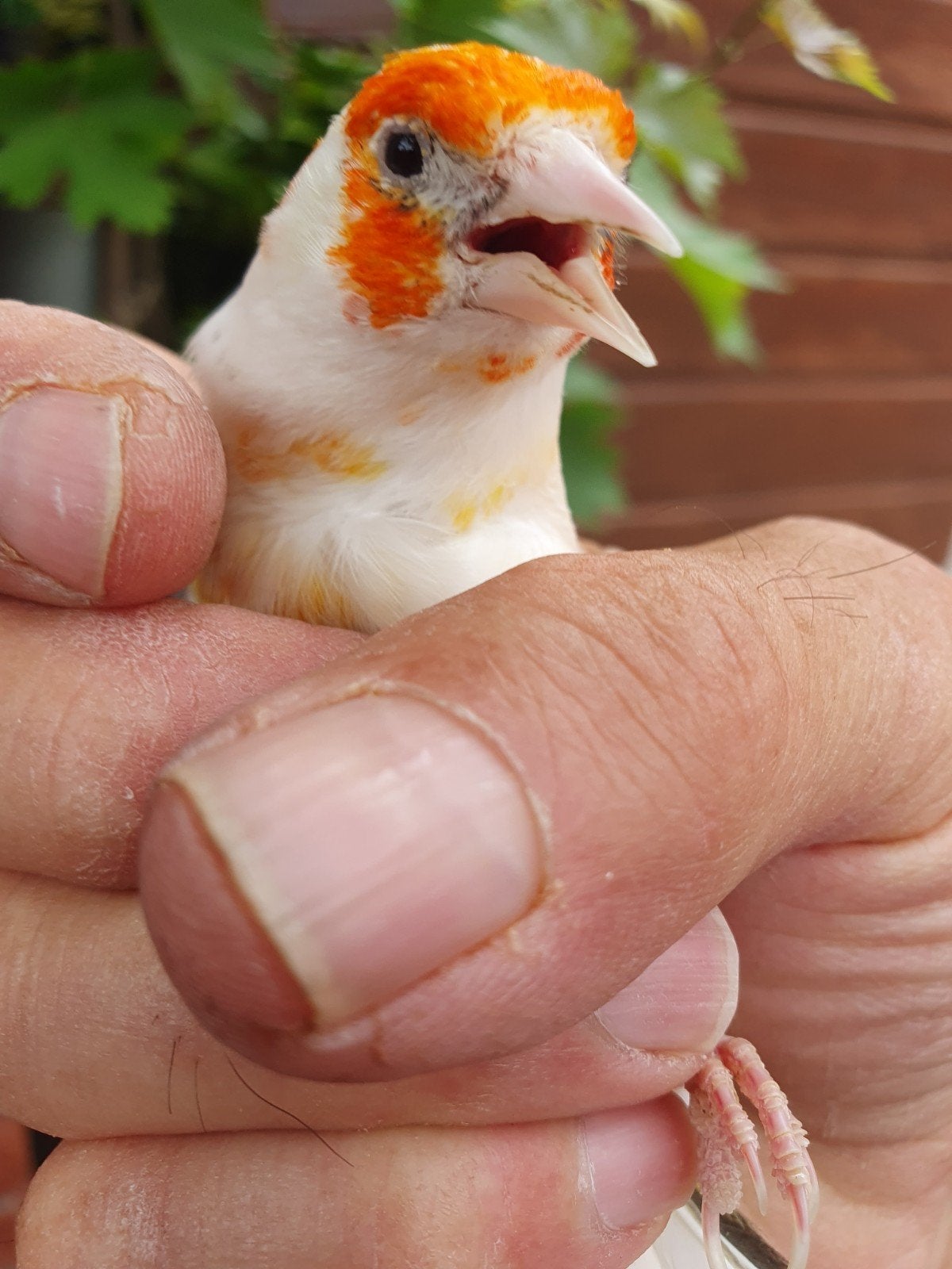 Majoor putter, Dieren en Toebehoren, Vogels | Overige Vogels, Mannelijk, Wildzangvogel, Geringd