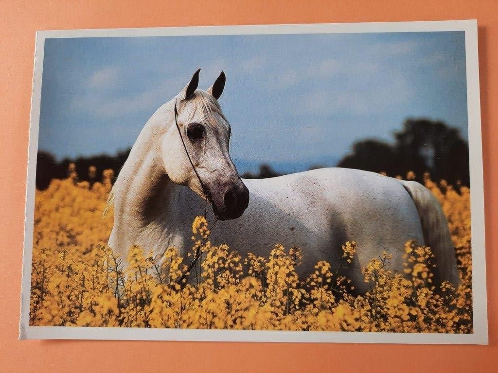 ansichtkaart kaart paard veulen, Verzamelen, Ophalen, 1980 tot heden, Ongelopen, Paard